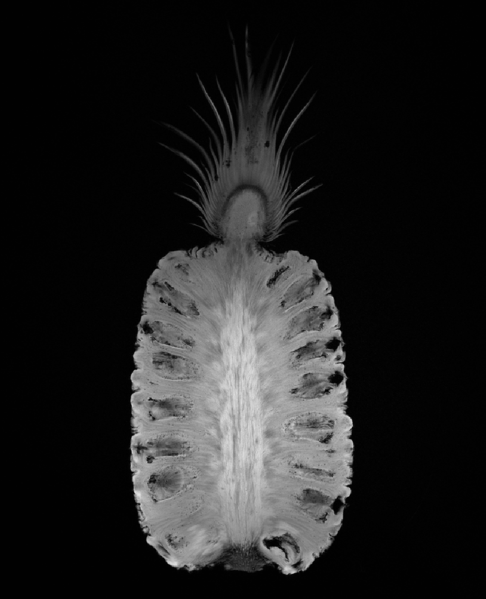Ananas2d300u